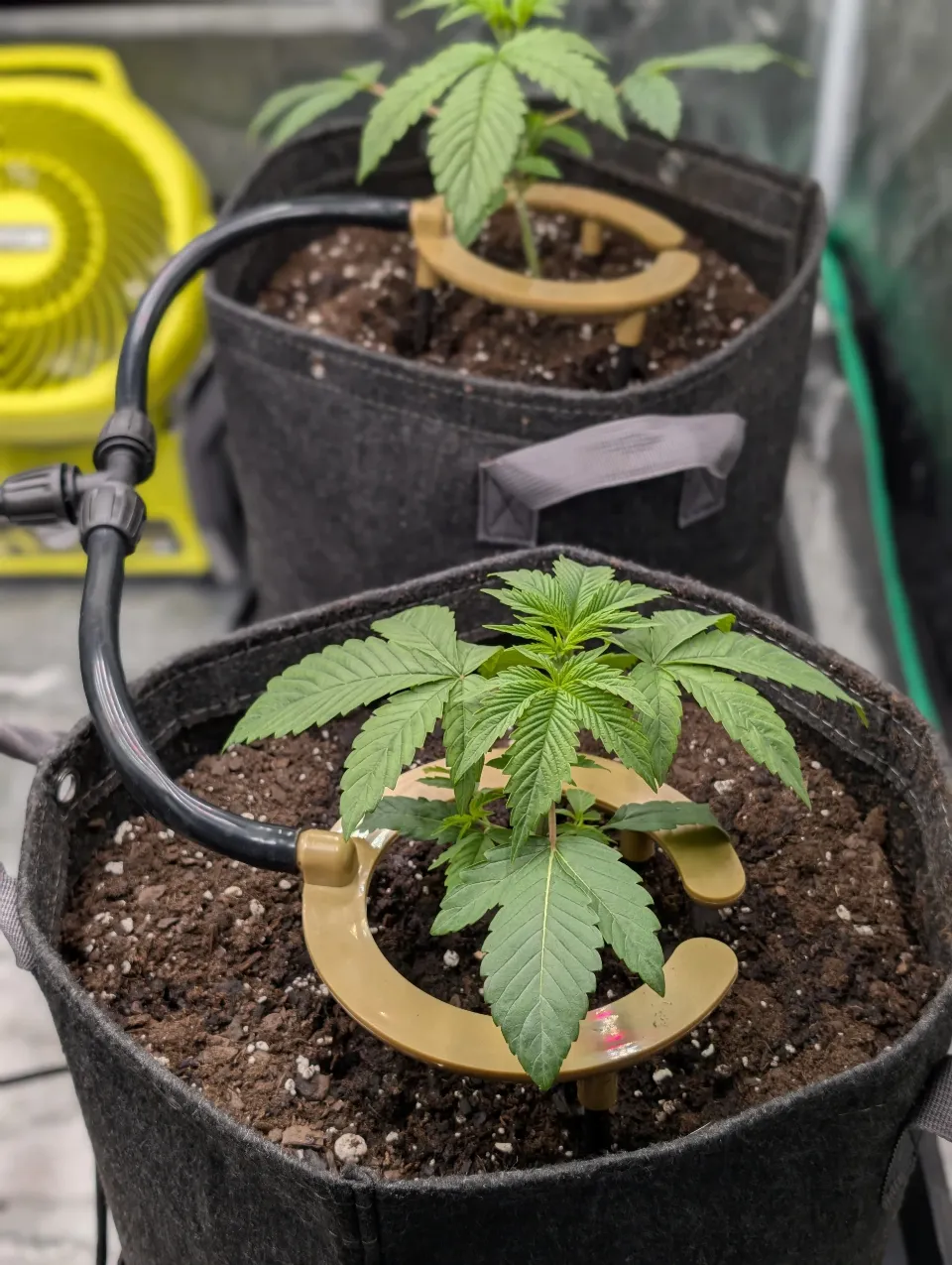 First Watering