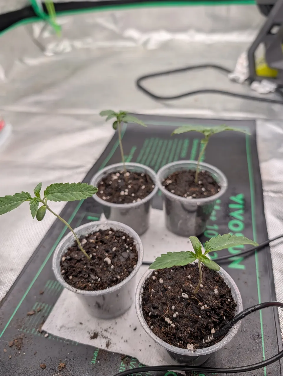 Transplanting Soon