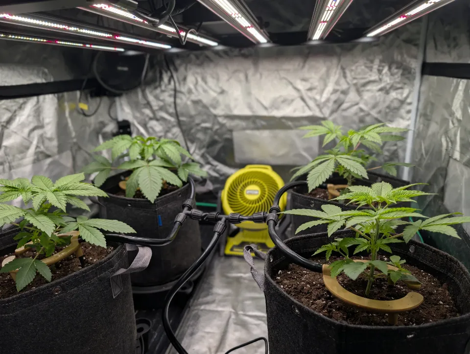Topped