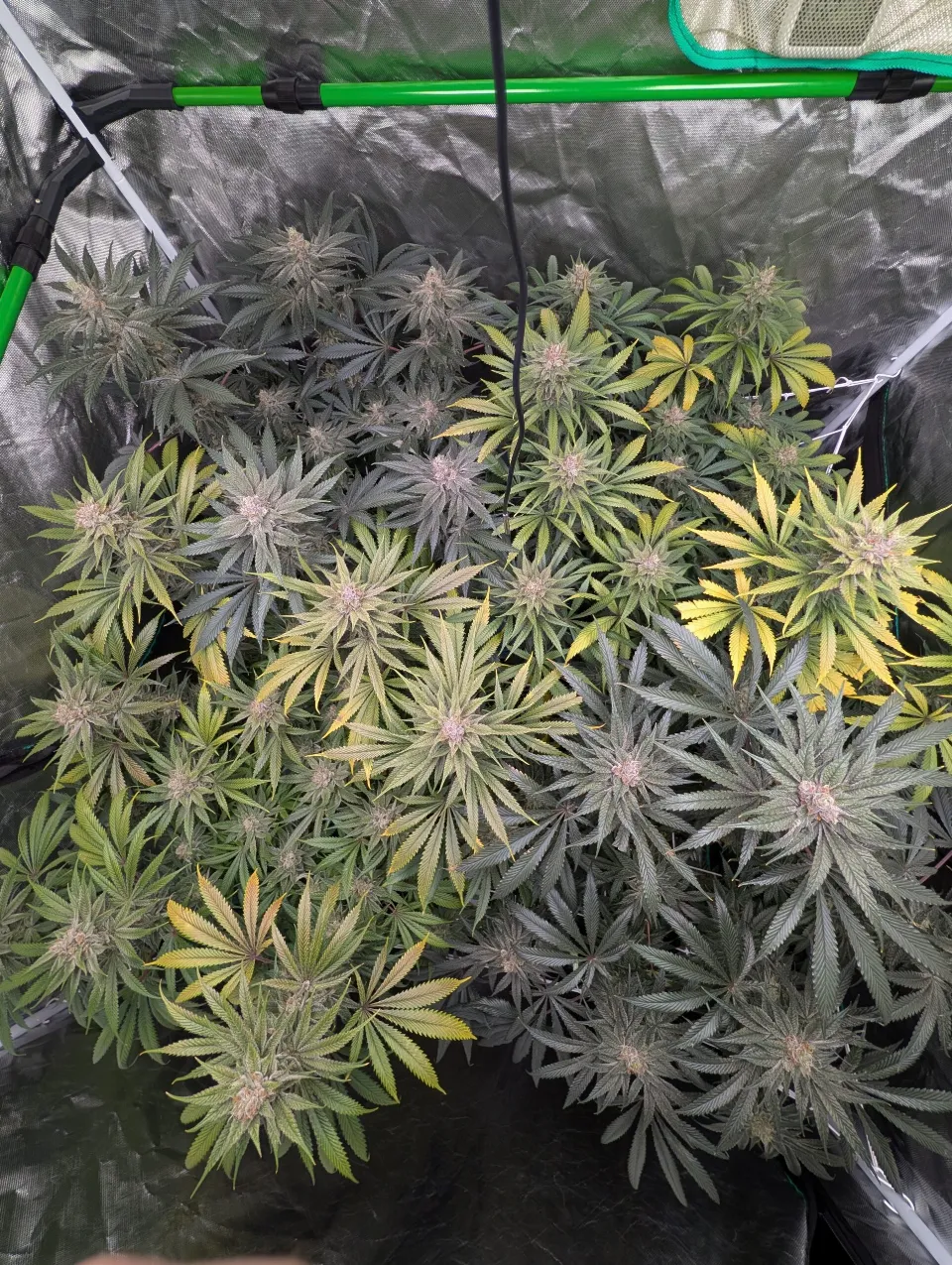 Week 14