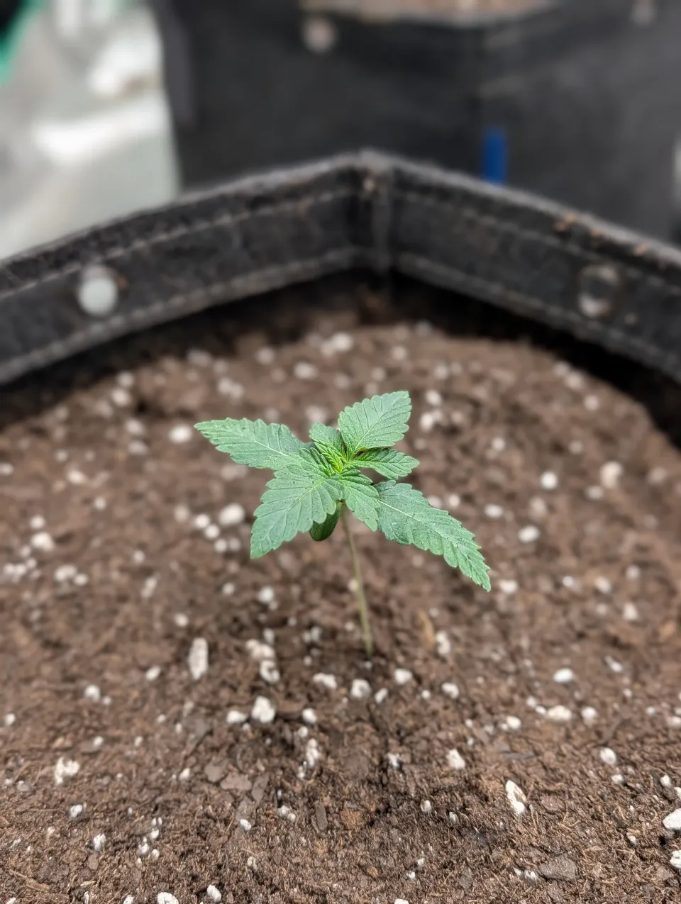 Mandarin Cookies V2 seedling in a fabric pot after transplant, with new leaves forming at the center.