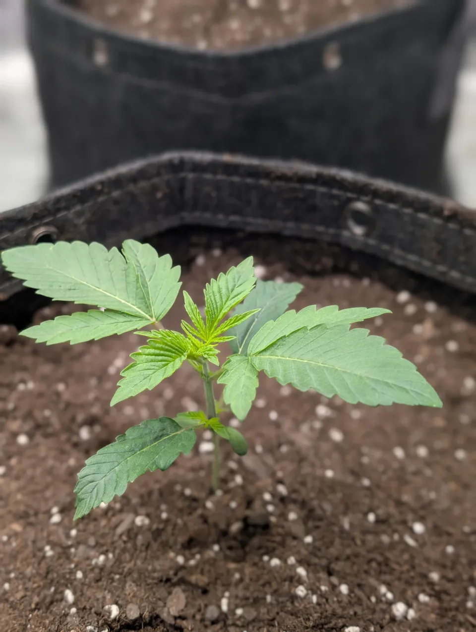 Day 18