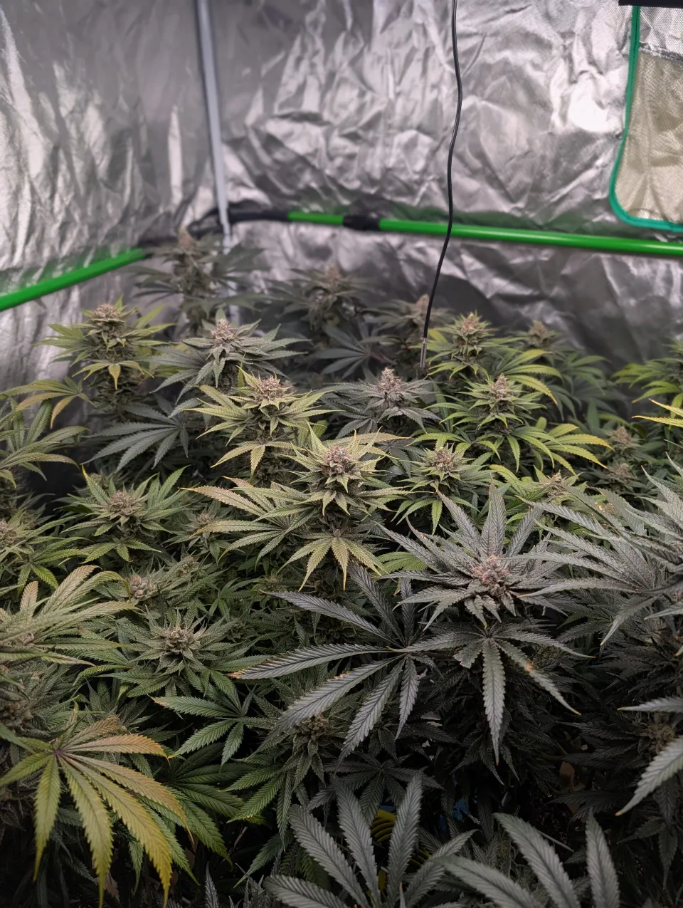 Harvest Conundrum