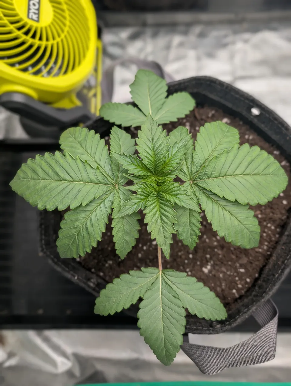 First Watering