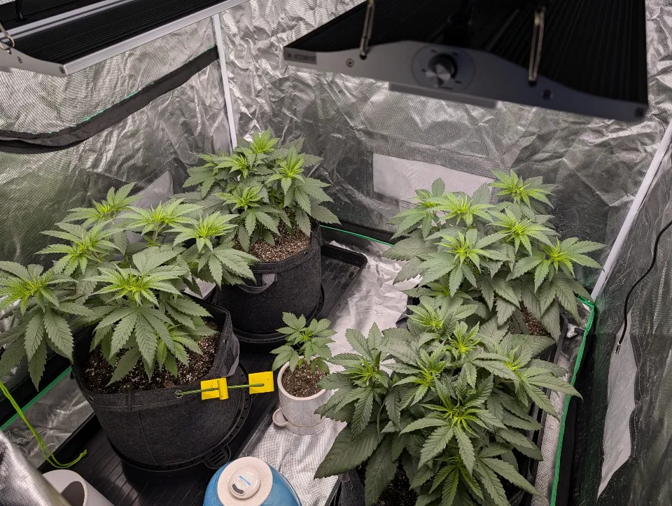 First nutrients