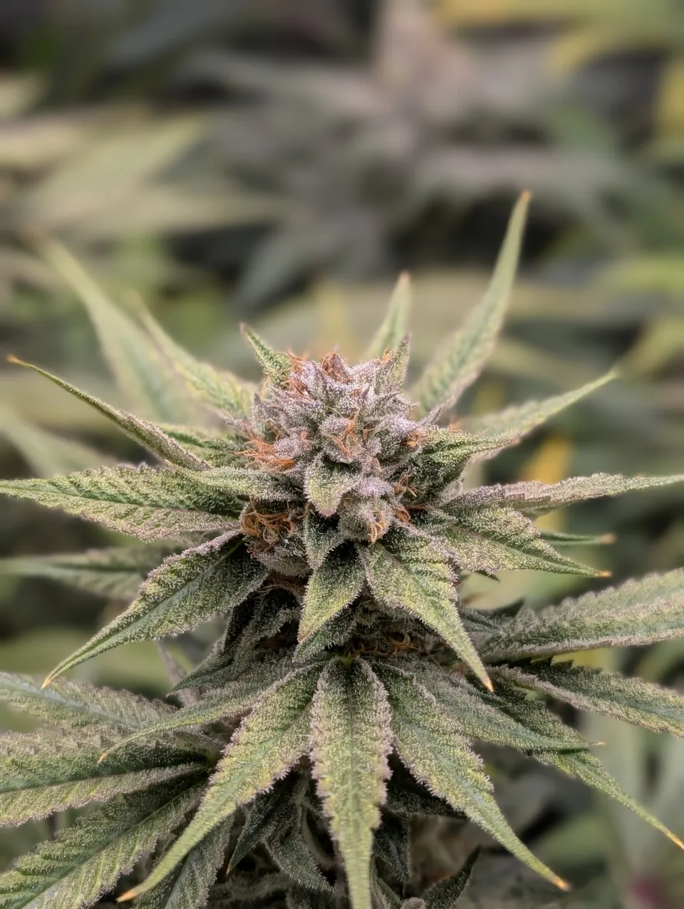 Pink Banana Runtz flower at week 14 with dense trichome coverage