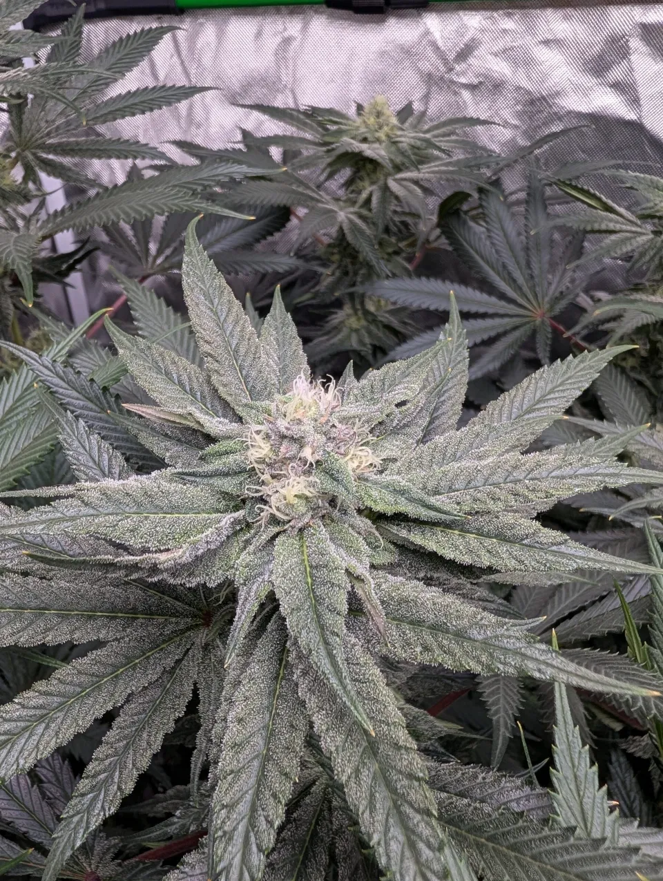 Week 12