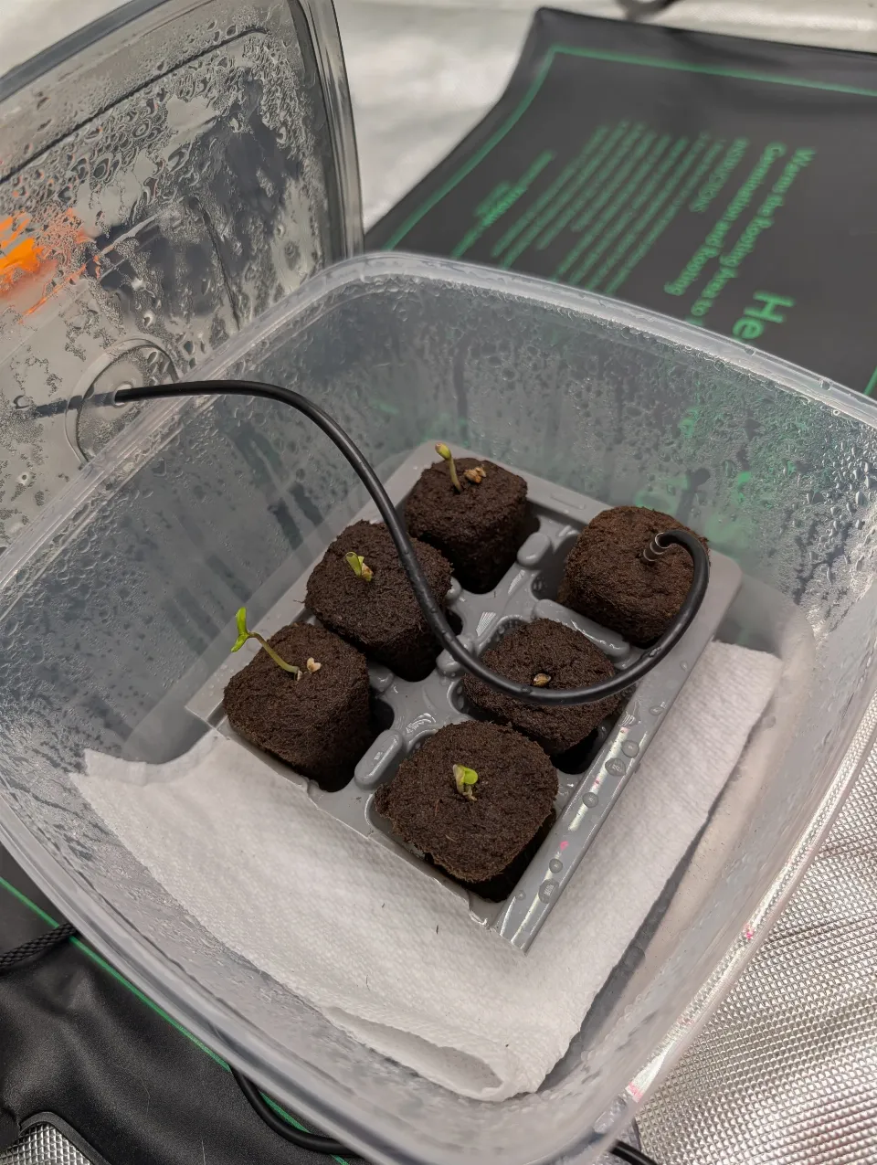 Seedlings