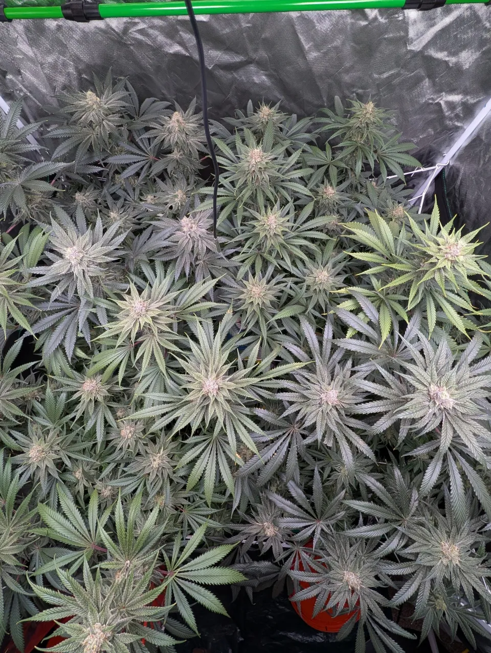 Auto Feeding