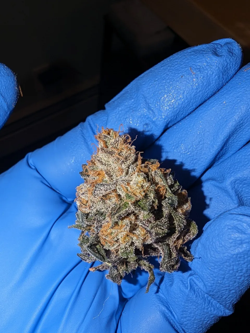 Gorilla Zkittlez grow in March 2024