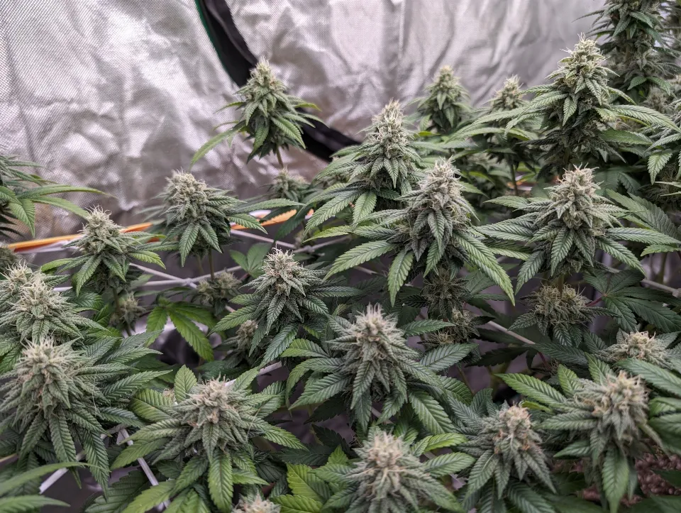 Gorilla Zkittlez grow in February 2024