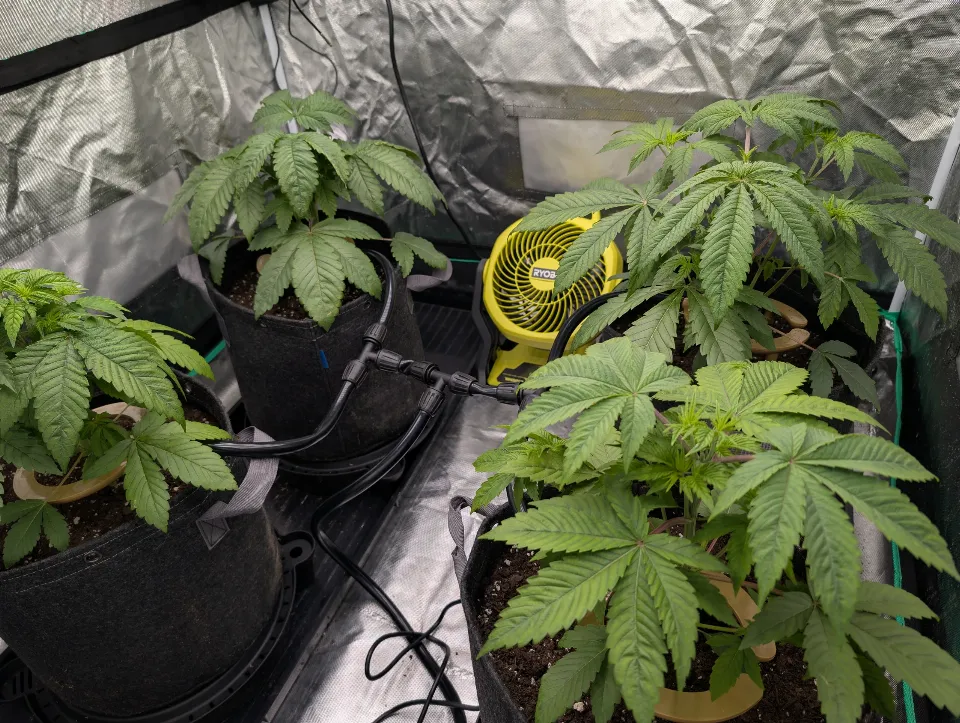 Week 5