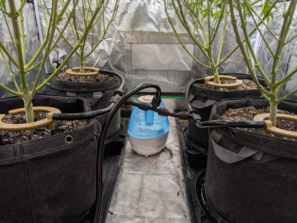 Auto Feeding