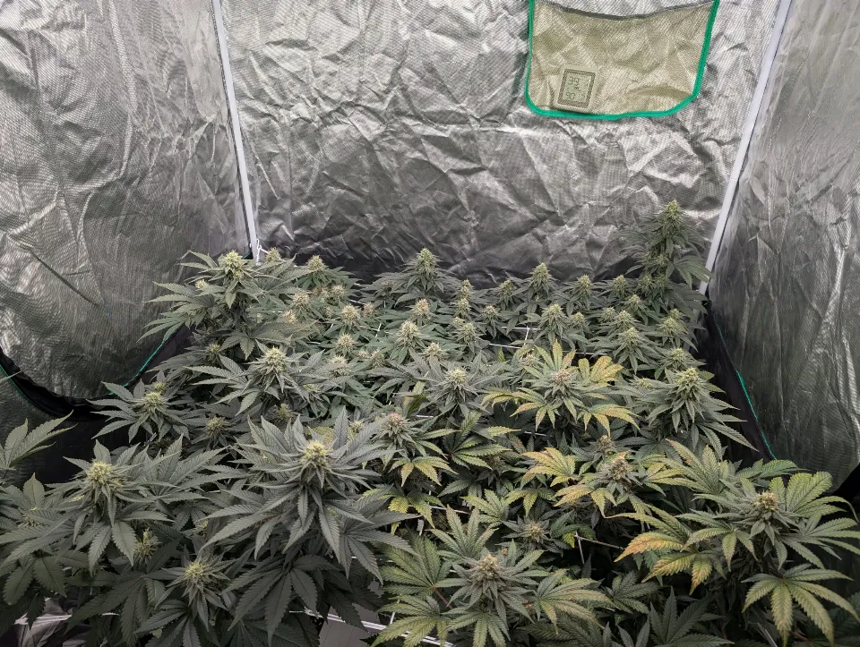 White Widow canopy before harvest