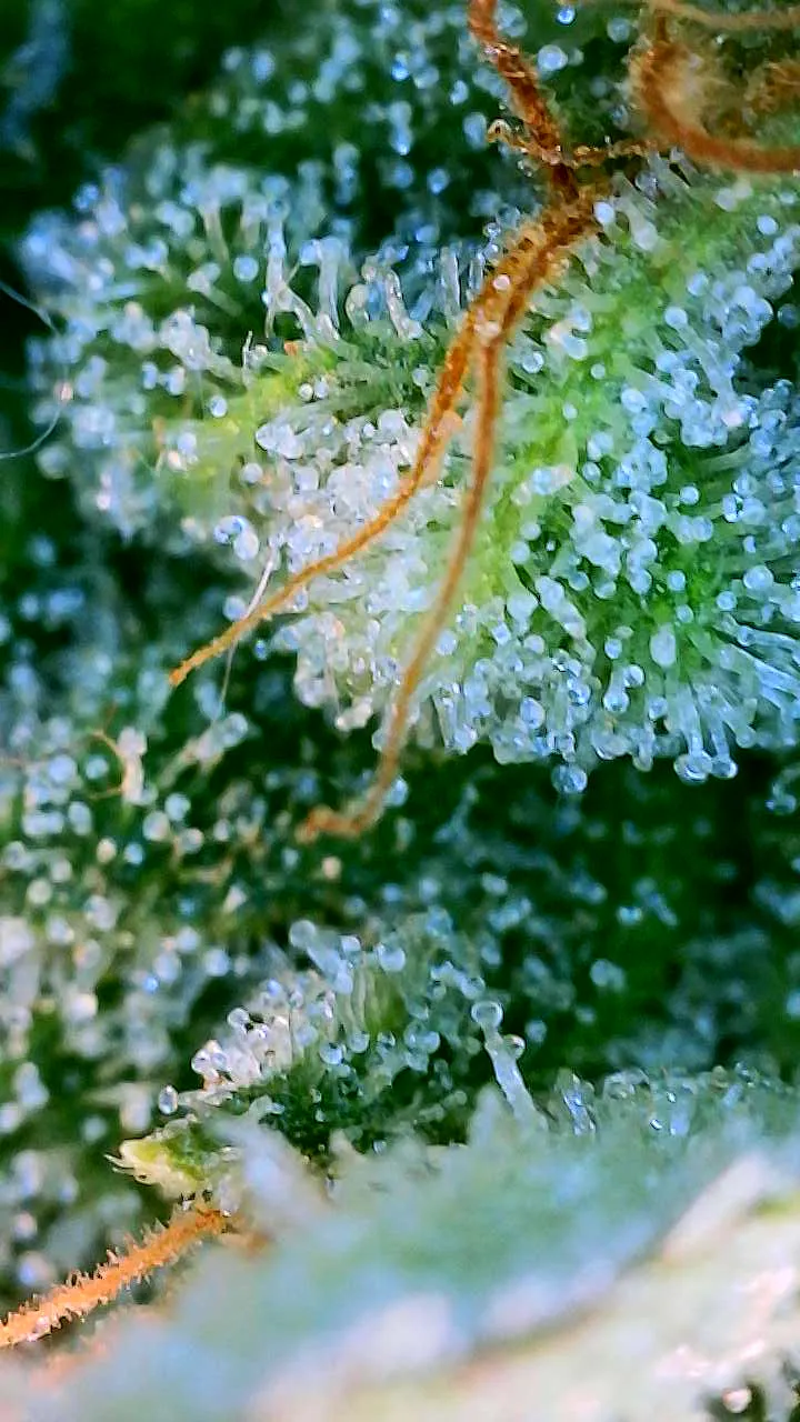 Harvest Conundrum