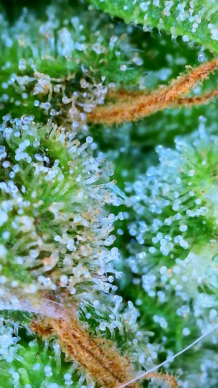 White Widow grow tracking record