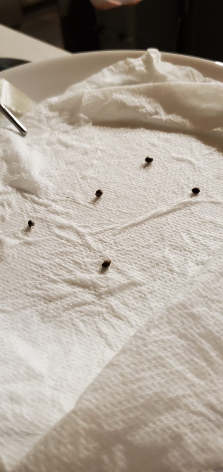 What Actually Makes a Cannabis Seed Germinate