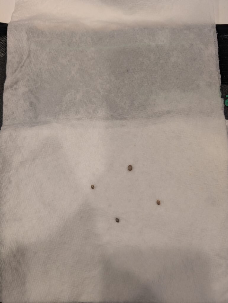 White Widow seedling January 22