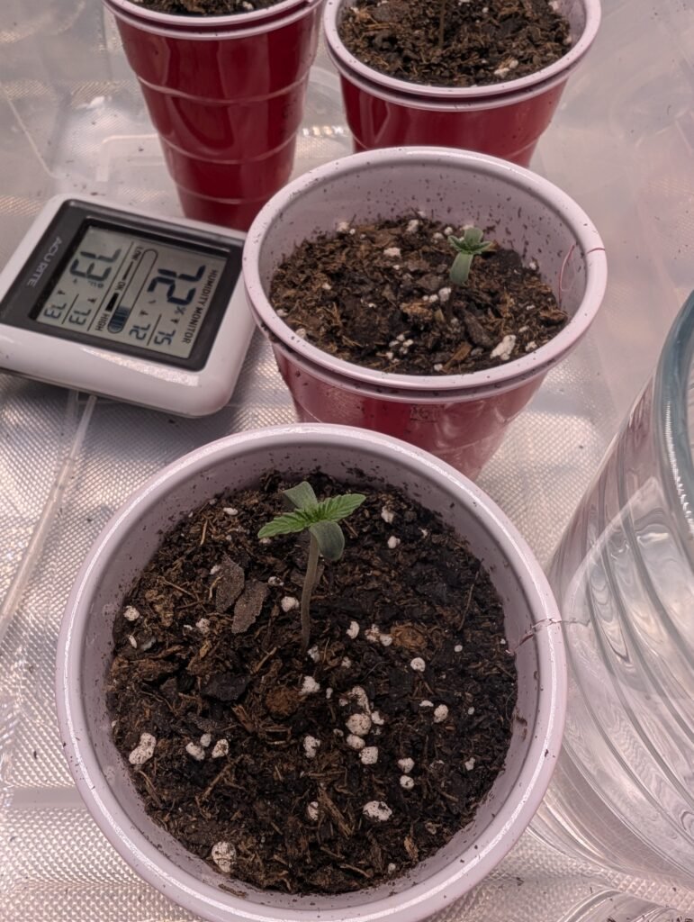 White Widow seedling January 28
