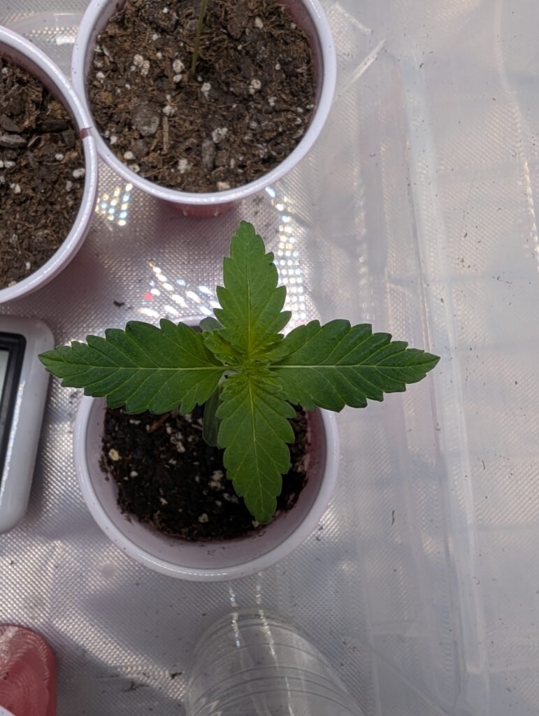 White Widow seedling February 7