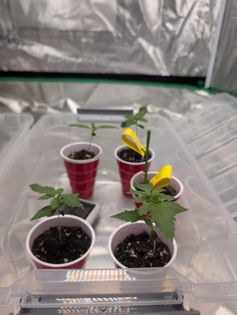 White Widow seedling February 11
