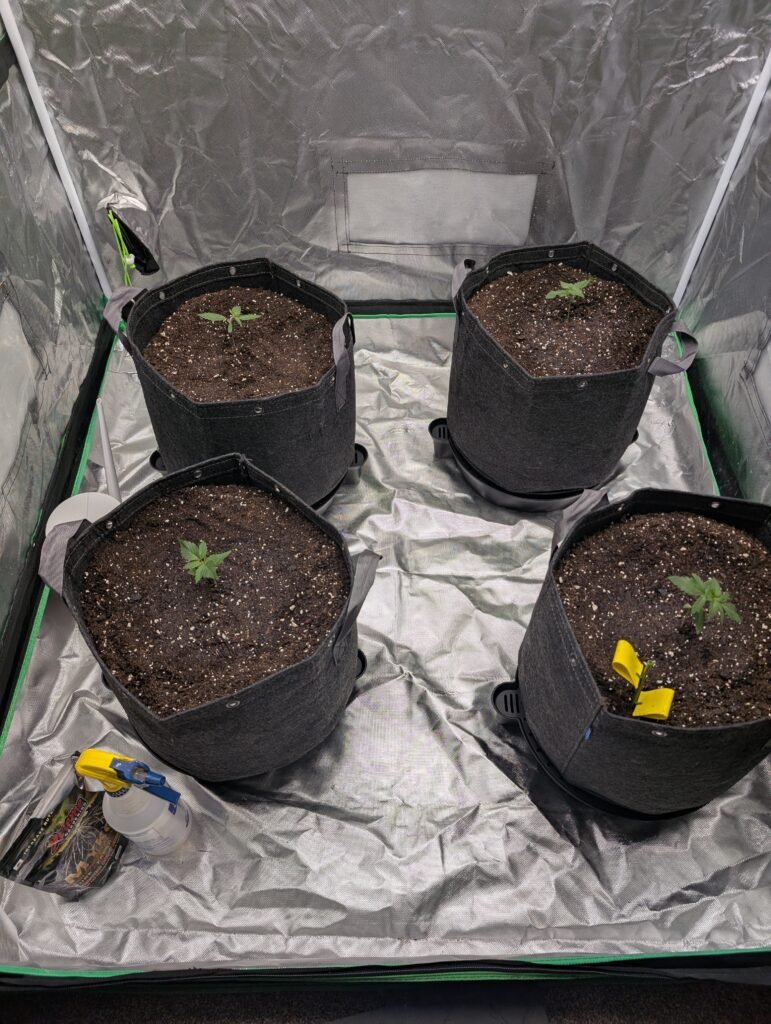 White Widow seedling February 12