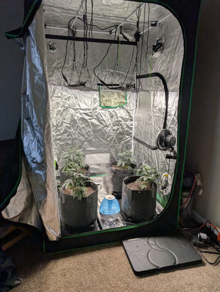 White Widow veg March 22