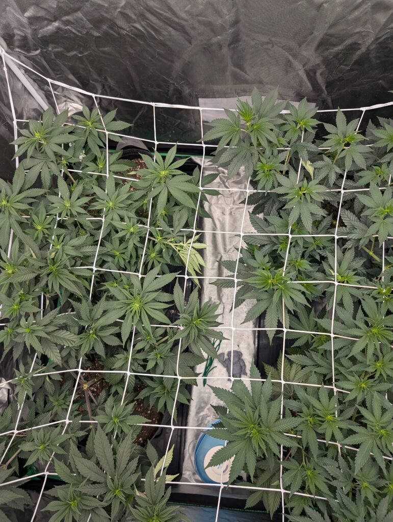 White Widow veg April 11