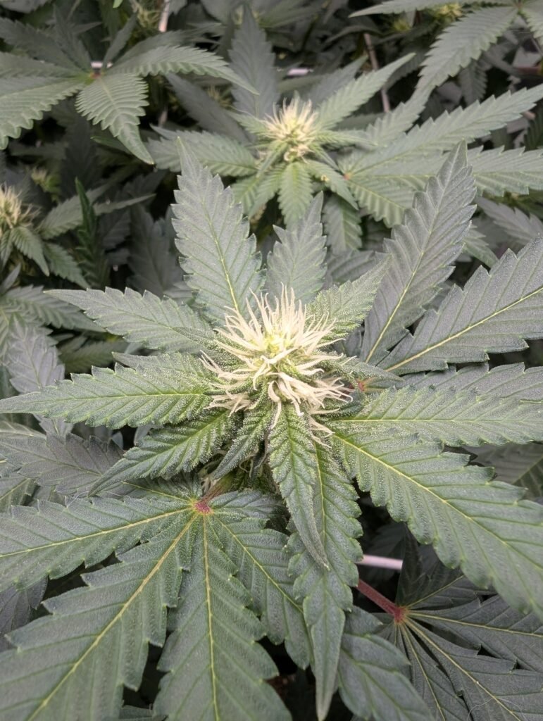 White Widow flower April 23