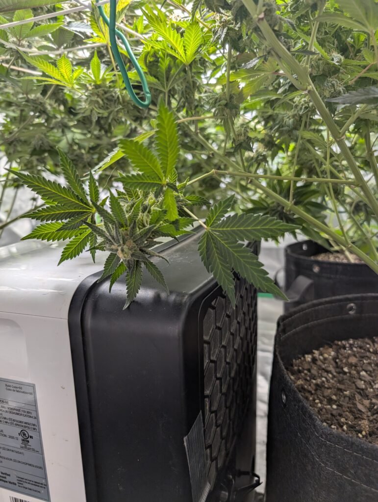 White Widow flower May 31