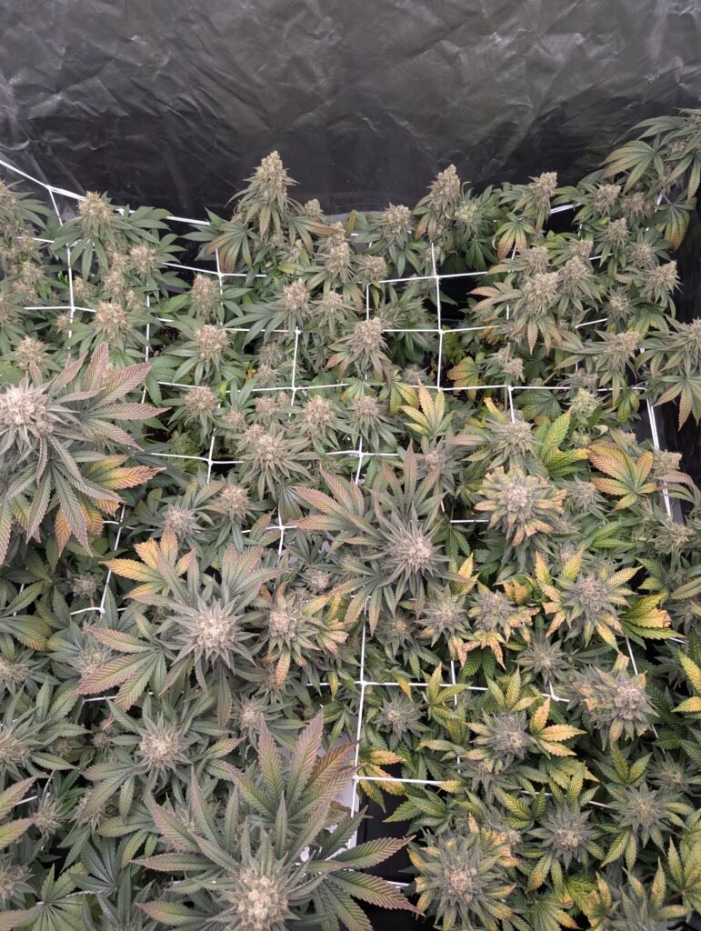 White Widow flower June 5