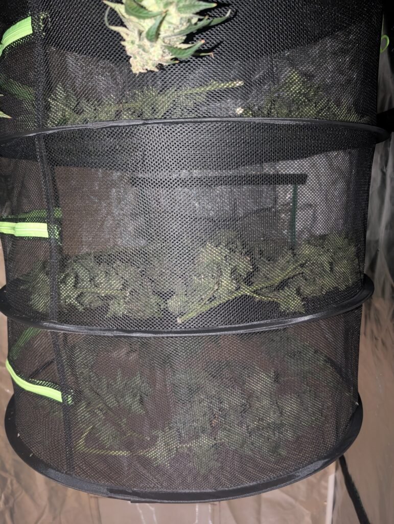 White Widow harvest June 21