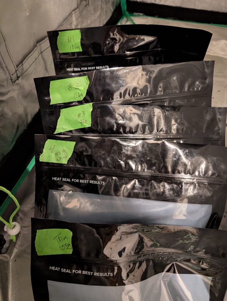 White Widow final harvest June 30