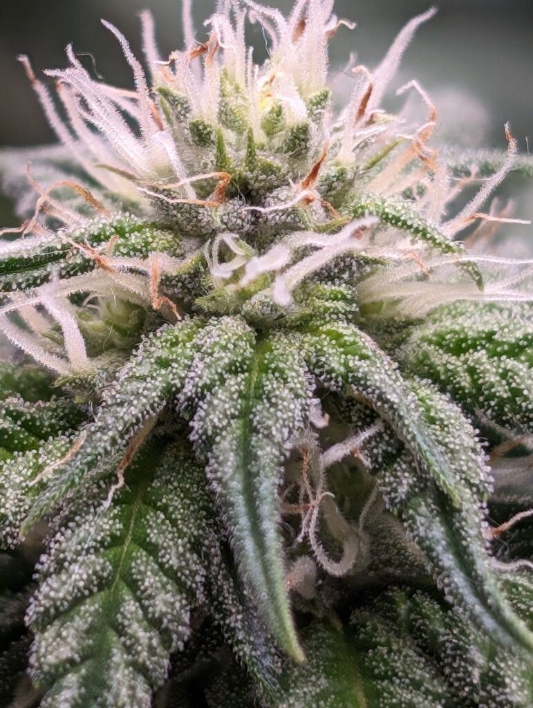 Macro close-up photo of a trichome-covered Gorilla Glue cannabis bud showing dense white trichomes and orange pistils