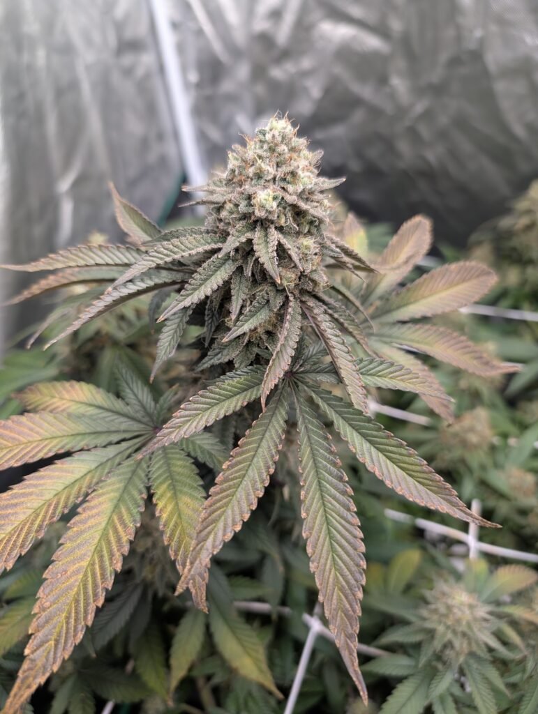 White Widow cannabis bud in late flower with purple and orange tinted fan leaves inside a reflective grow tent