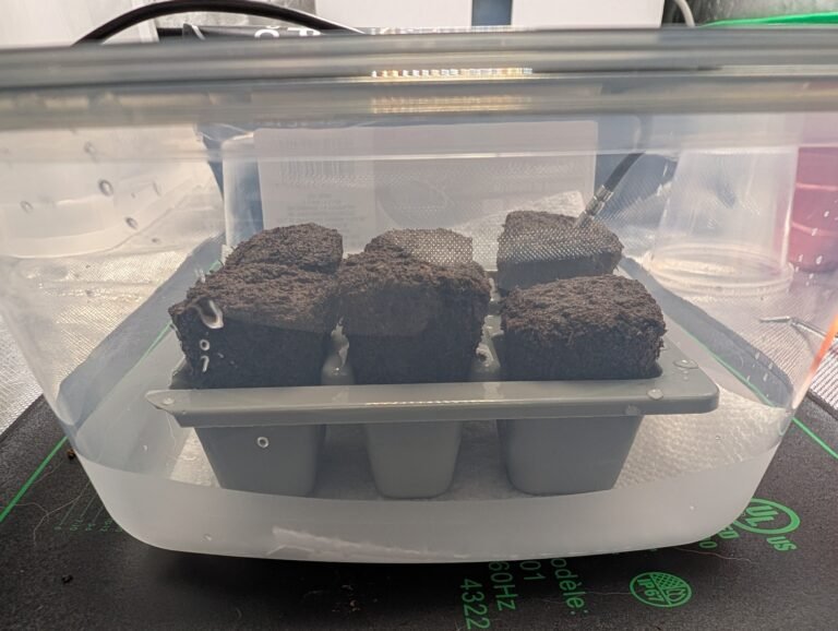 Cannabis grow tent setup for a new grow after starting over