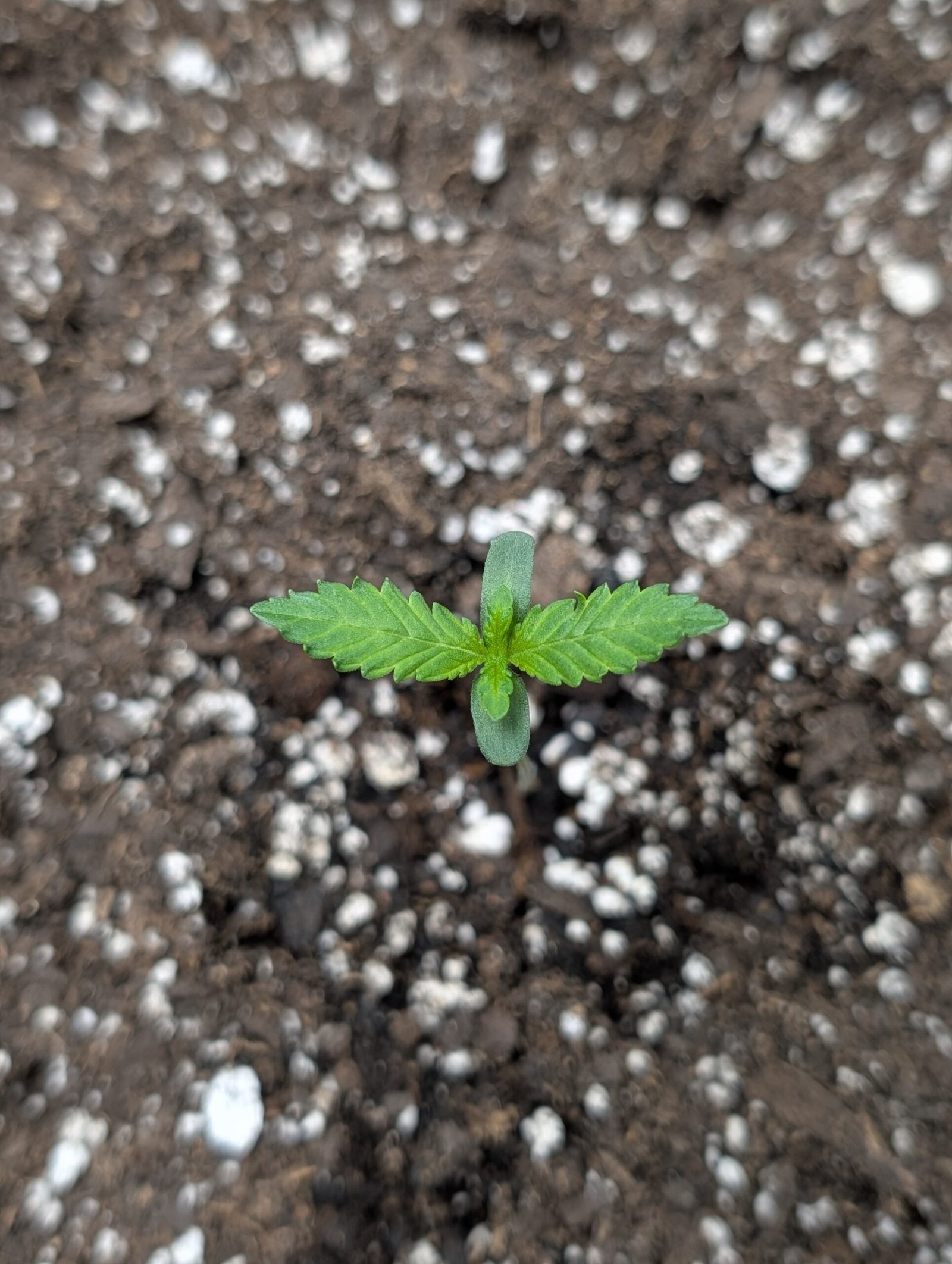 Post-Transplant Update