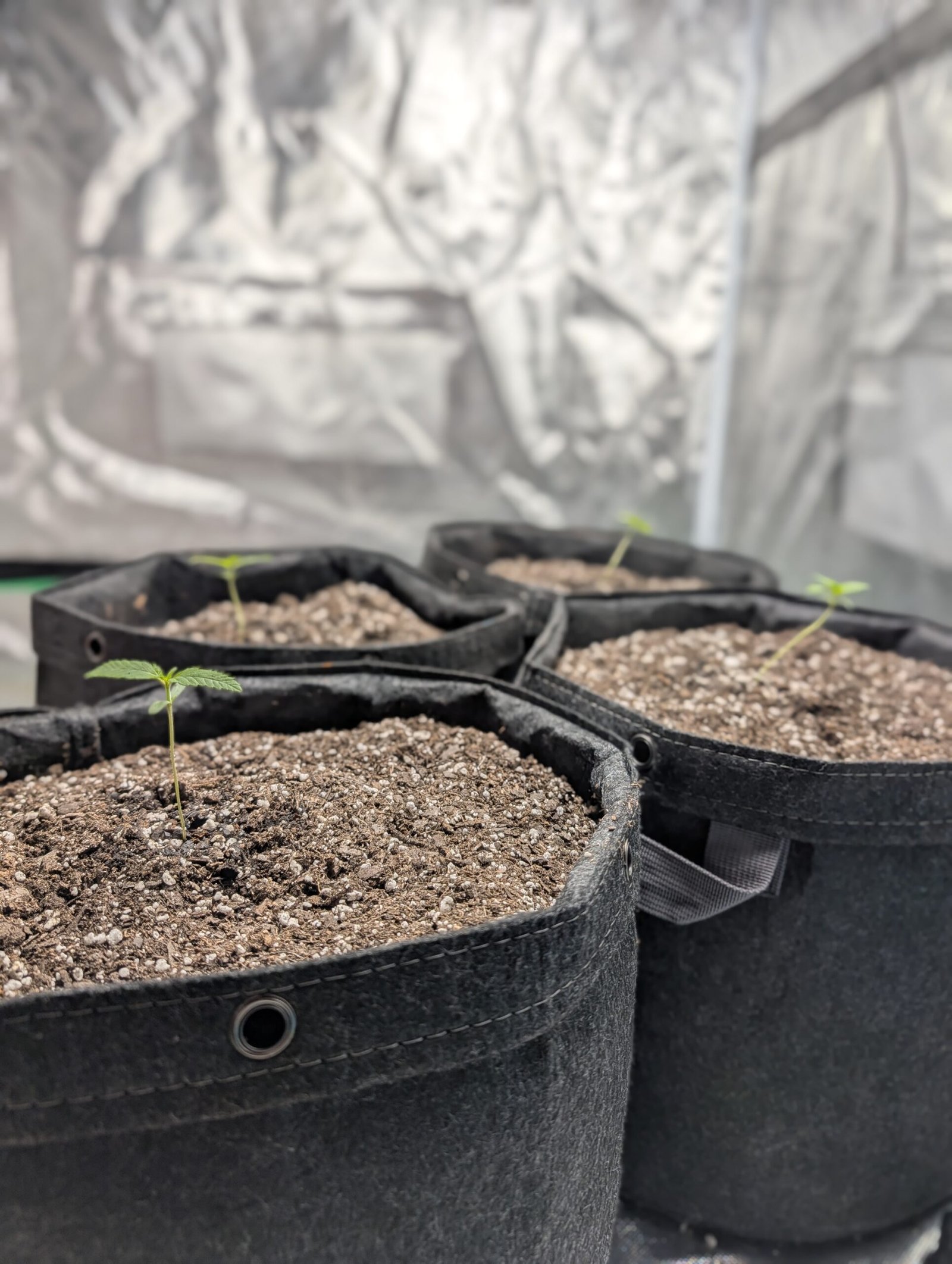 Second Set of Leaves