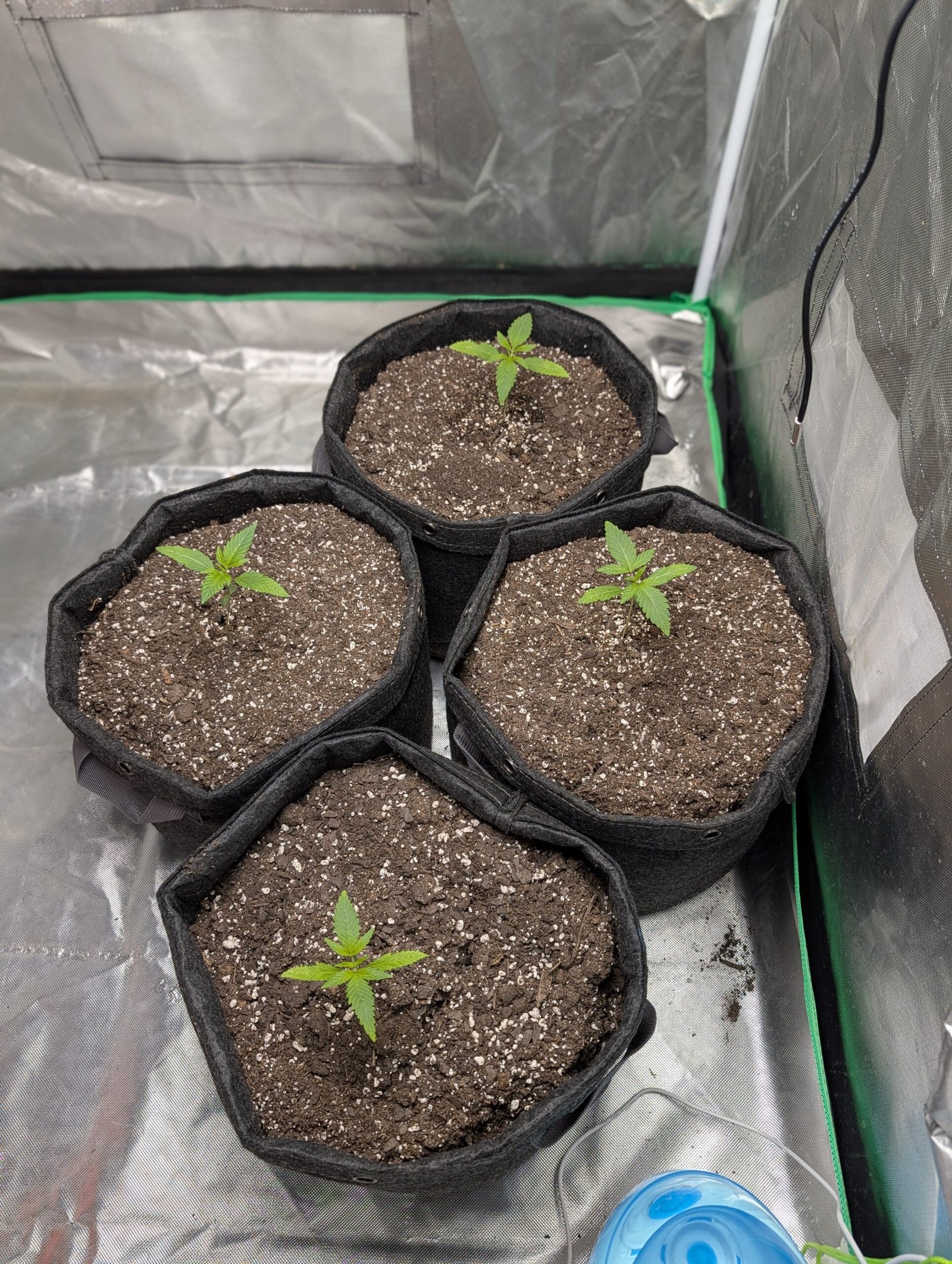 True Leaves