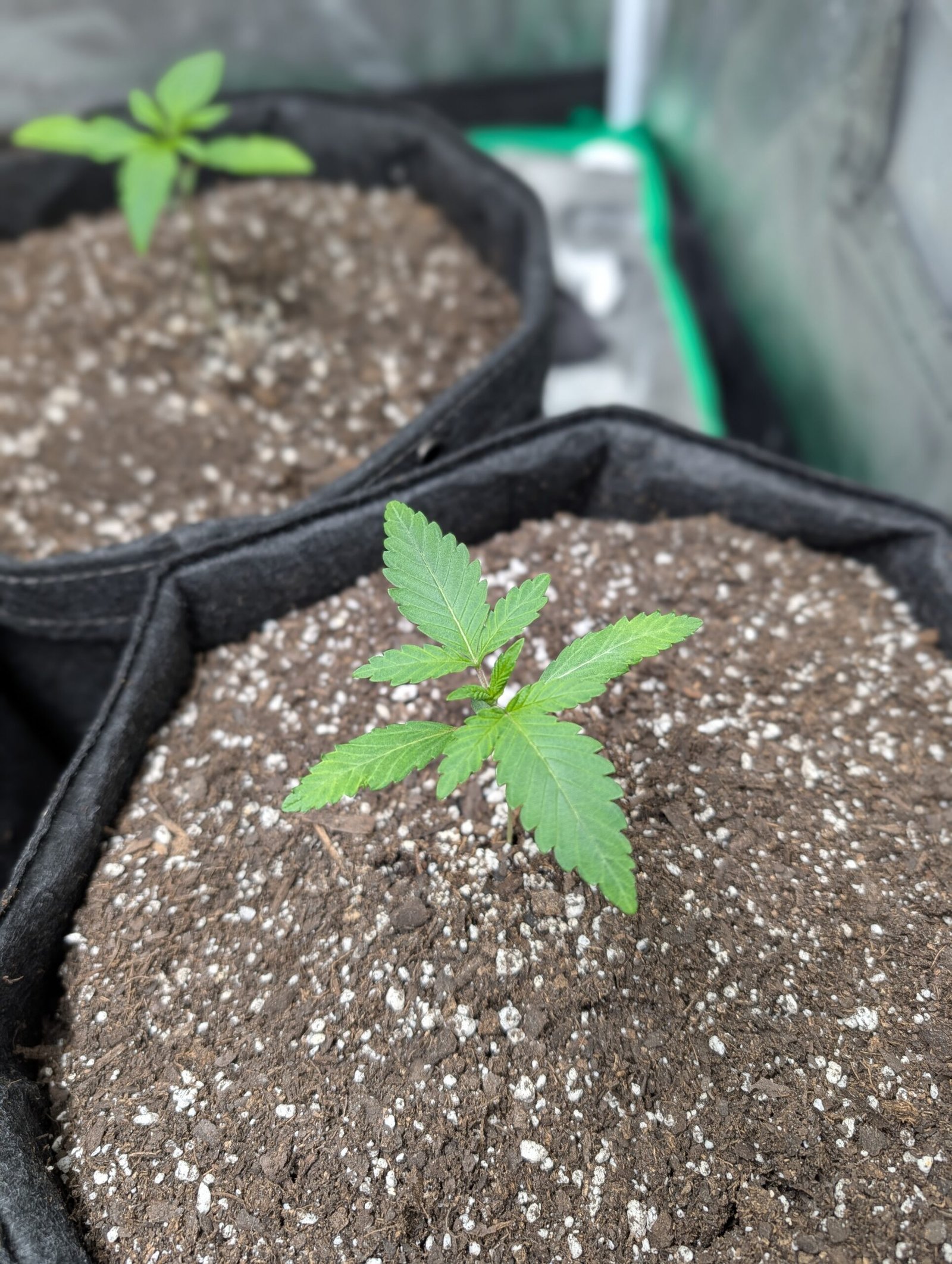 True Leaves