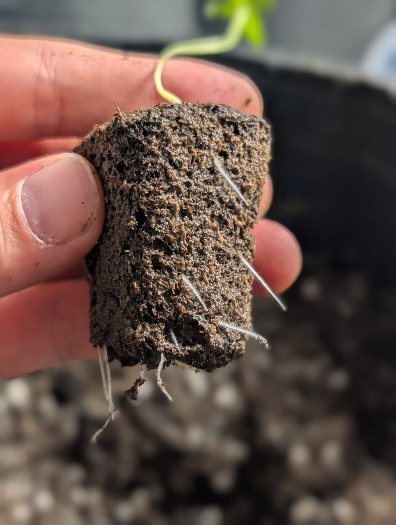 Moving to Final Pots