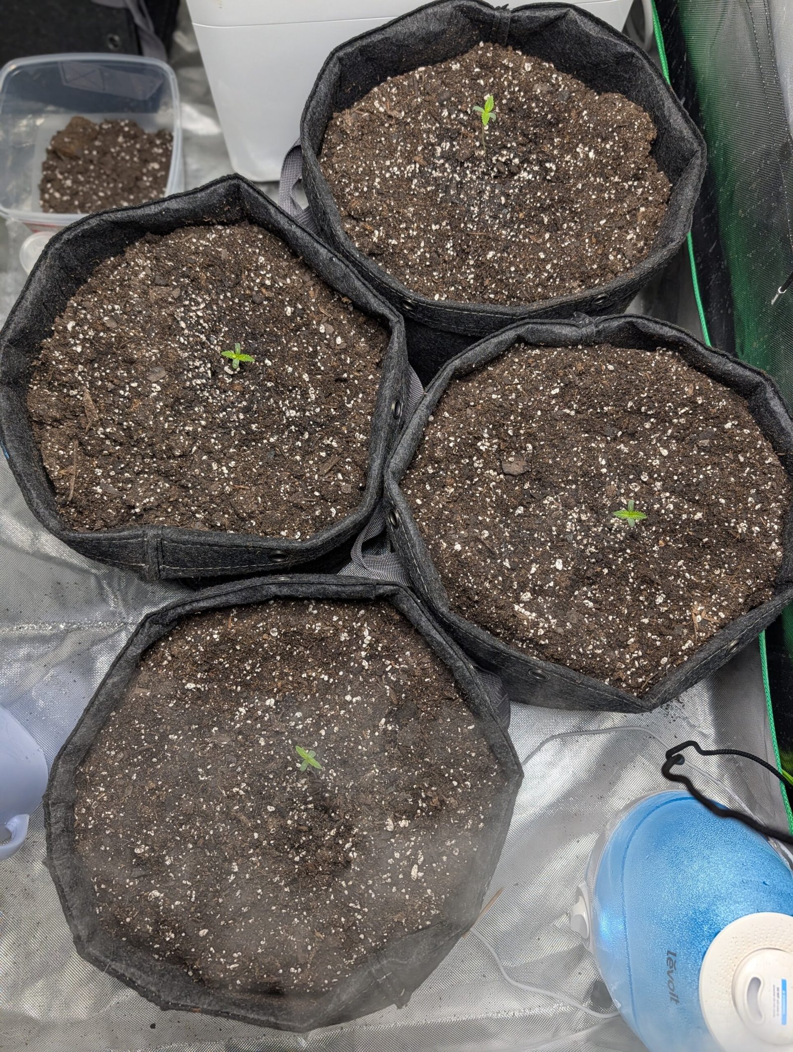 Moving to Final Pots