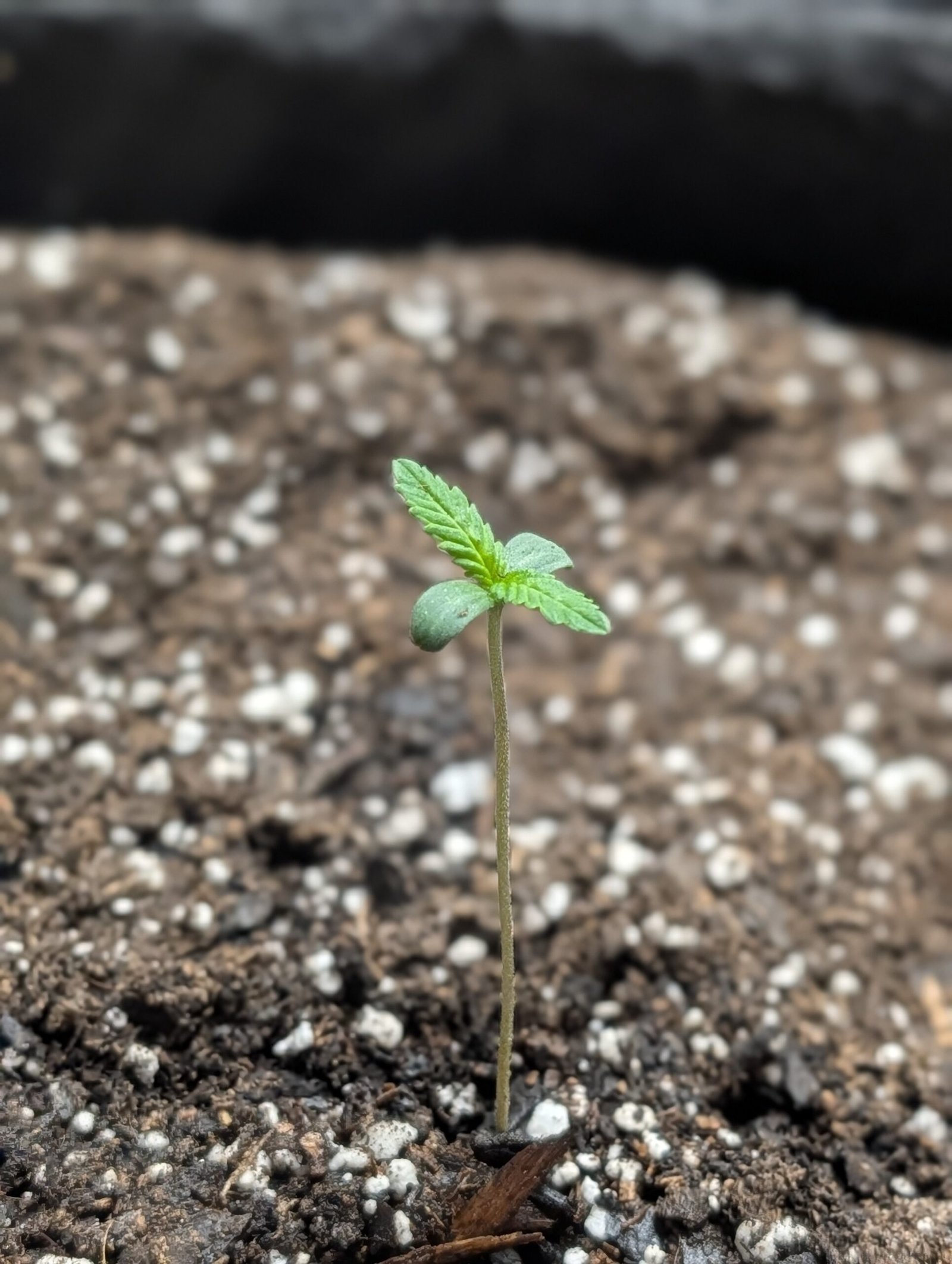 Moving to Final Pots