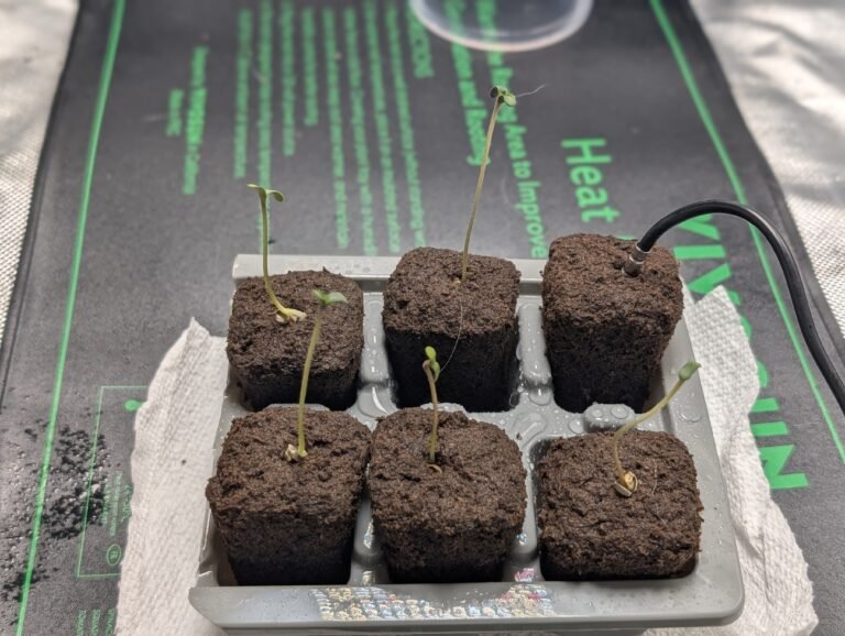 Pink Banana Runtz seedlings showing stretching at 80F 70% RH