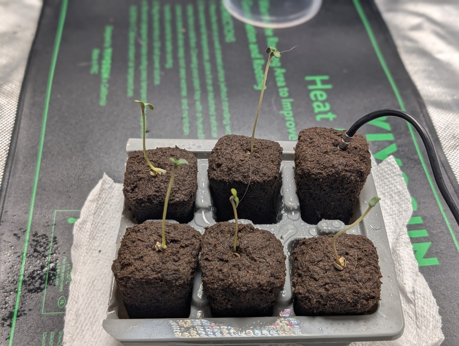 Pink Banana Runtz seedlings stretching