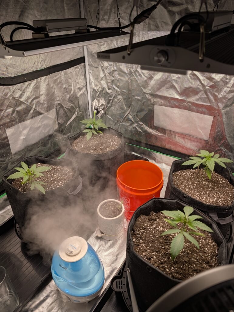 Grow tent with Pink Banana Runtz plants after switching to an 18 hour light cycle.