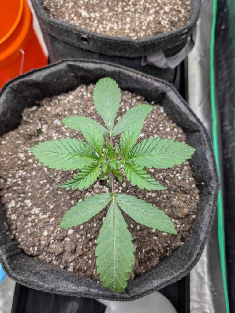 Top-down view of a healthy Pink Banana Runtz seedling in vegetative growth.