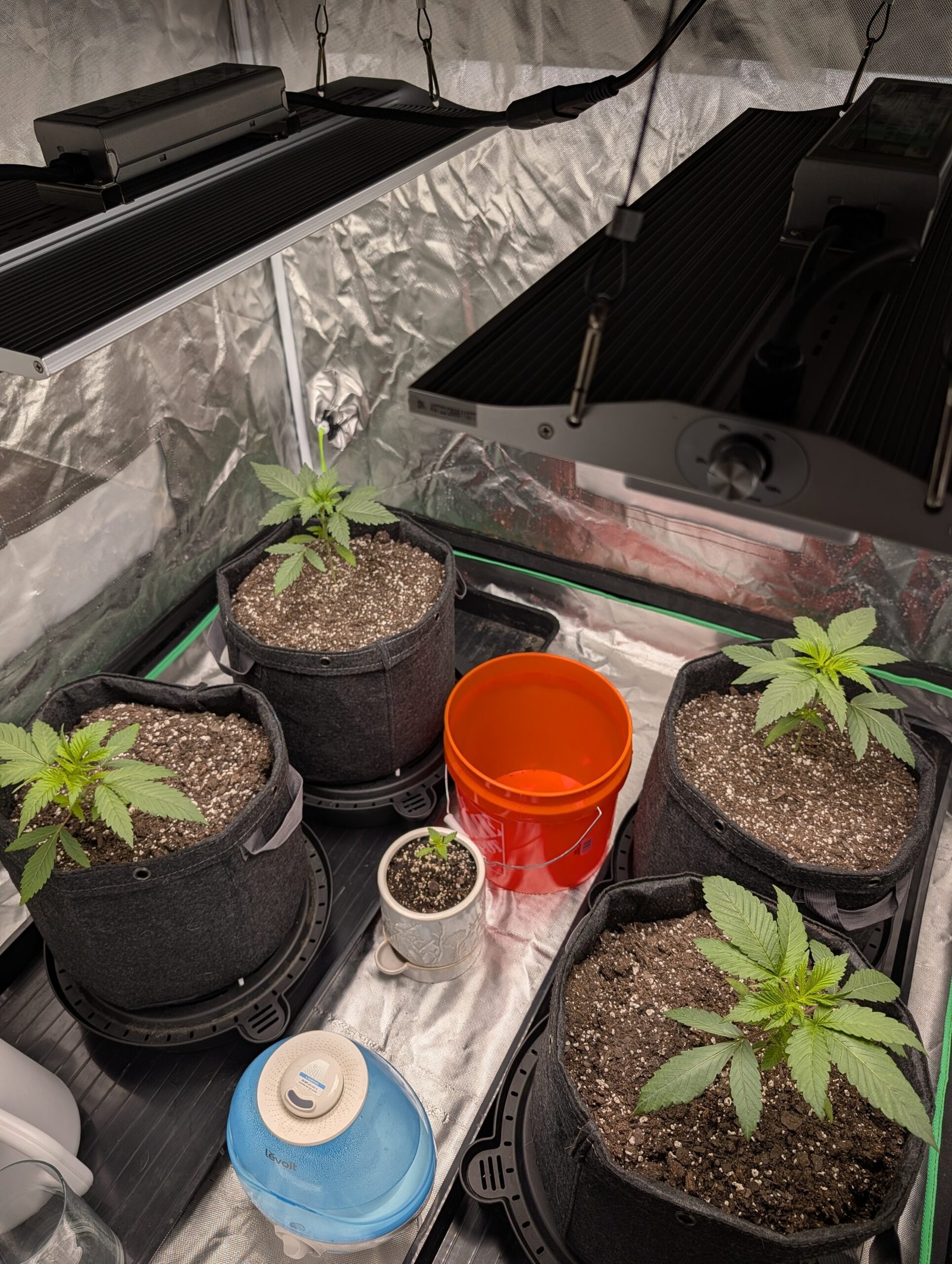 Pink Banana Runtz plants entering week 4 under adjusted grow lights
