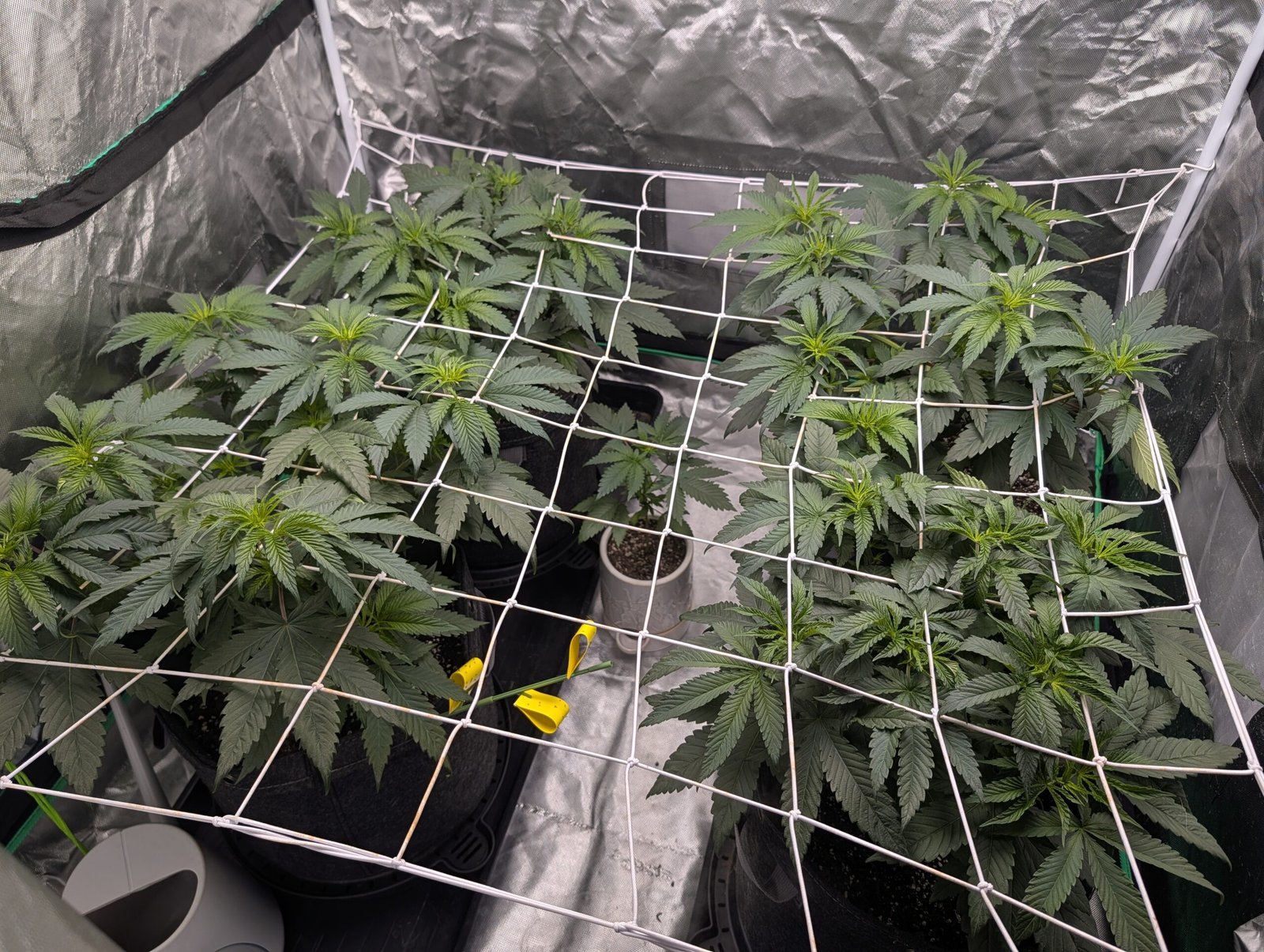 Second Feeding
