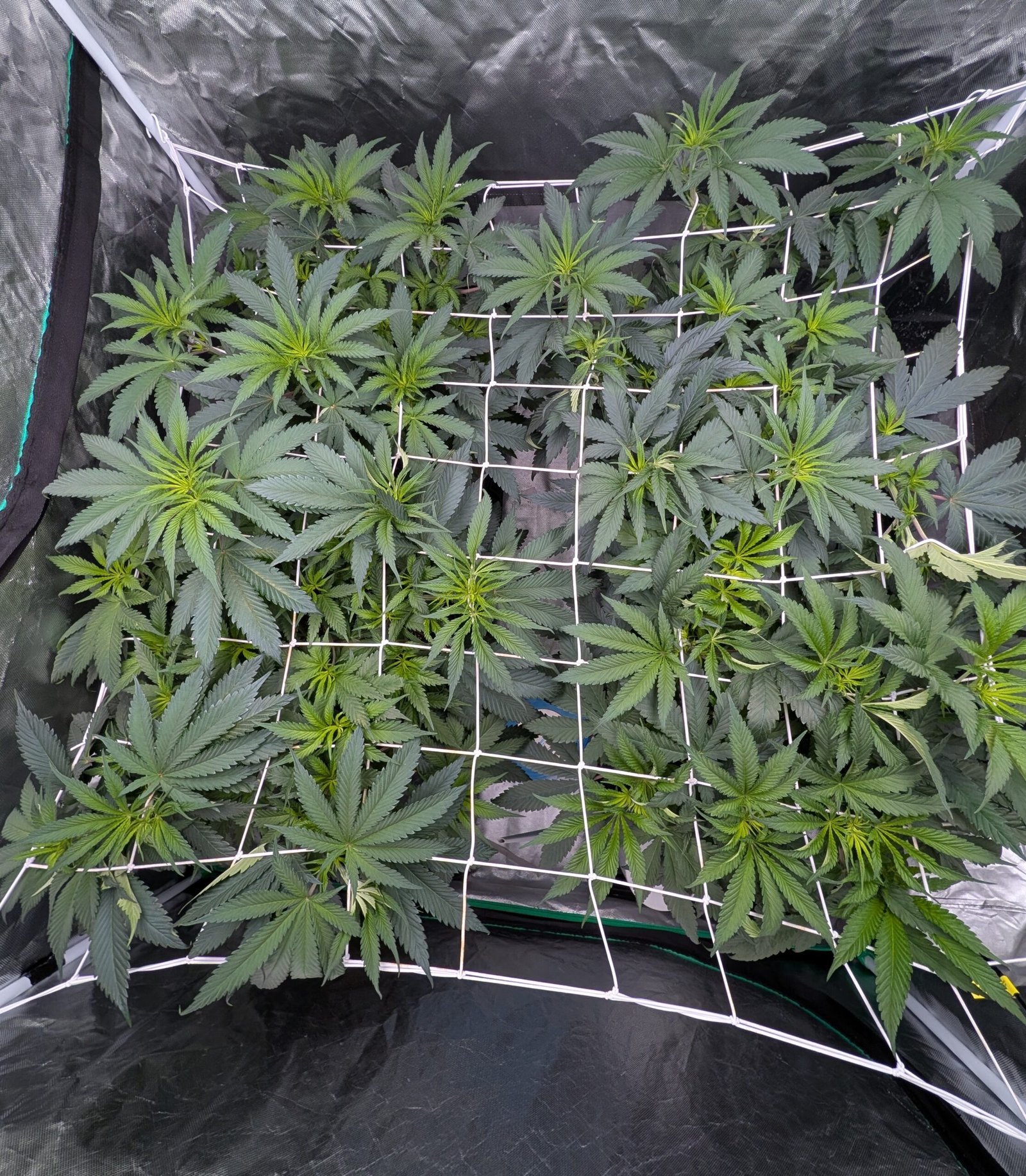 Flip Day 2